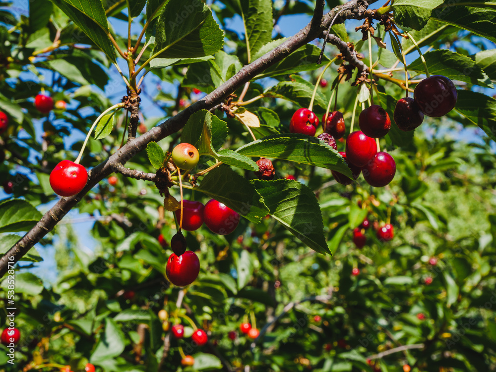 red cherry berries on a tree