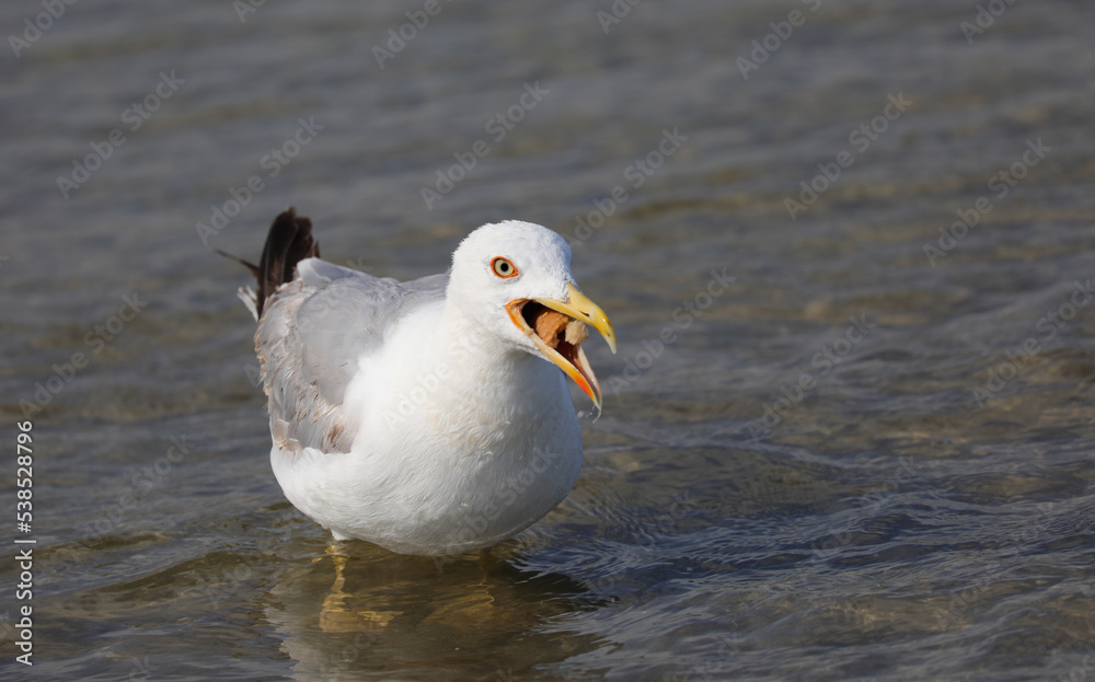 seagull on the sea water while eating bread seagull on the sea water while eating bread