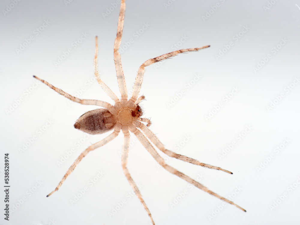 Isolated spider in a white background. Running crab spider. Philodromidae family. Isolated spider in a white background. Running crab spider. Philodromidae family.