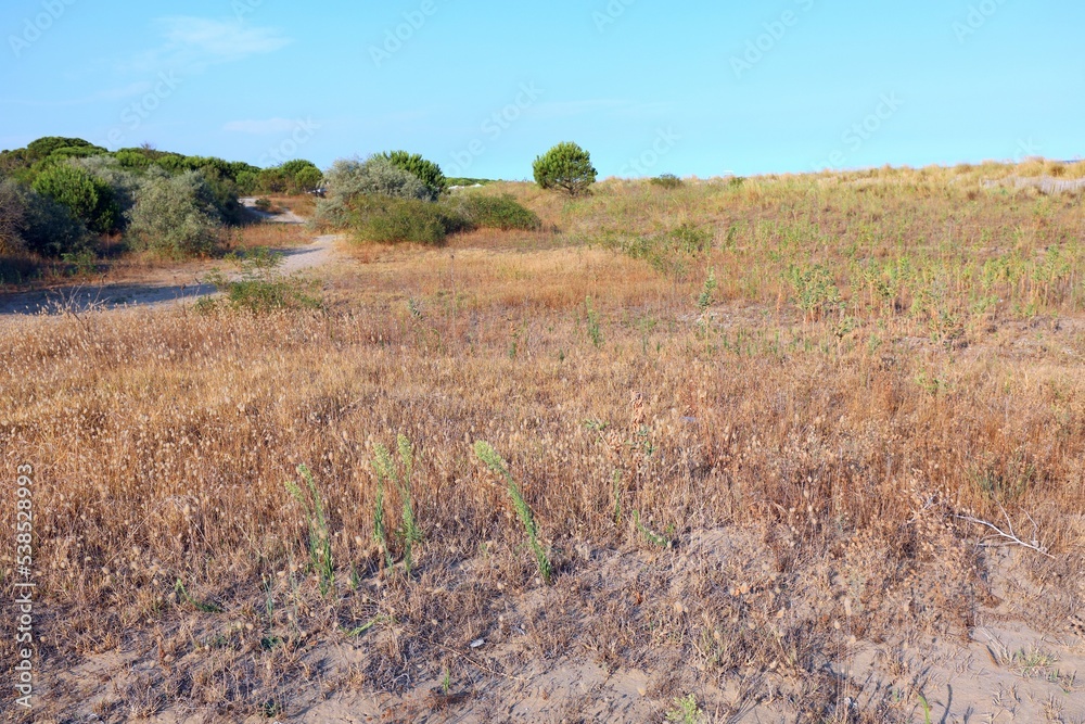 barren landscape of the typical Mediterranean scrub with bushes and sand barren landscape of the typical Mediterranean scrub with bushes and sand