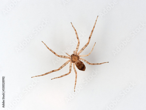 Isolated spider in a white background. Running crab spider. Philodromidae family. 