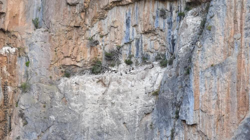 a large flock of Griffon vultures, Eurasion griffons (Gyps fulvus) resting on a ledge of a vertical canyon walls a large flock of Griffon vultures, Eurasion griffons (Gyps fulvus) resting on a ledge of a vertical canyon walls