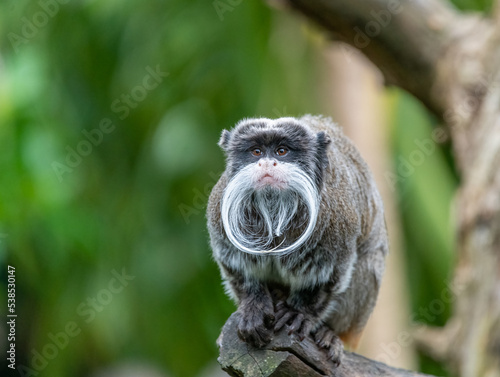 Emperor tamarin (Saguinus imperator) on a tree