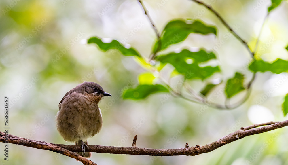 new Zealand bellbird new Zealand bellbird