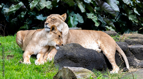 two lionesses