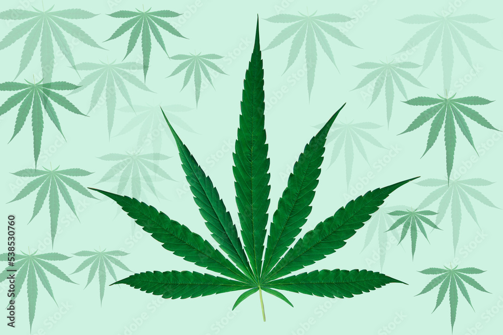 cannabis leaves on a green background cannabis leaves on a green background
