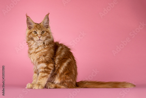 Handsome red Maine Coon cat kitten, sitting up side ways. Looking towards camera. Isolated on a pink background.