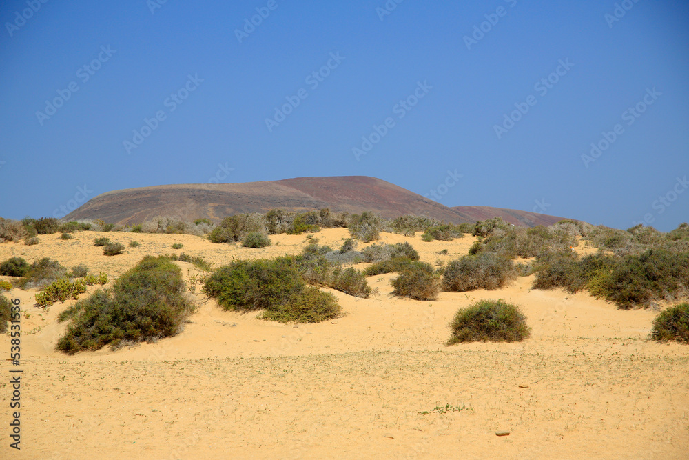 Kleine Büsche am Strand, Insel Lanzarote, Kanaren, Spanien, Europa Kleine Büsche am Strand, Insel Lanzarote, Kanaren, Spanien, Europa