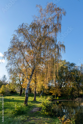 Birch tree in autumn colors illuminated by side light