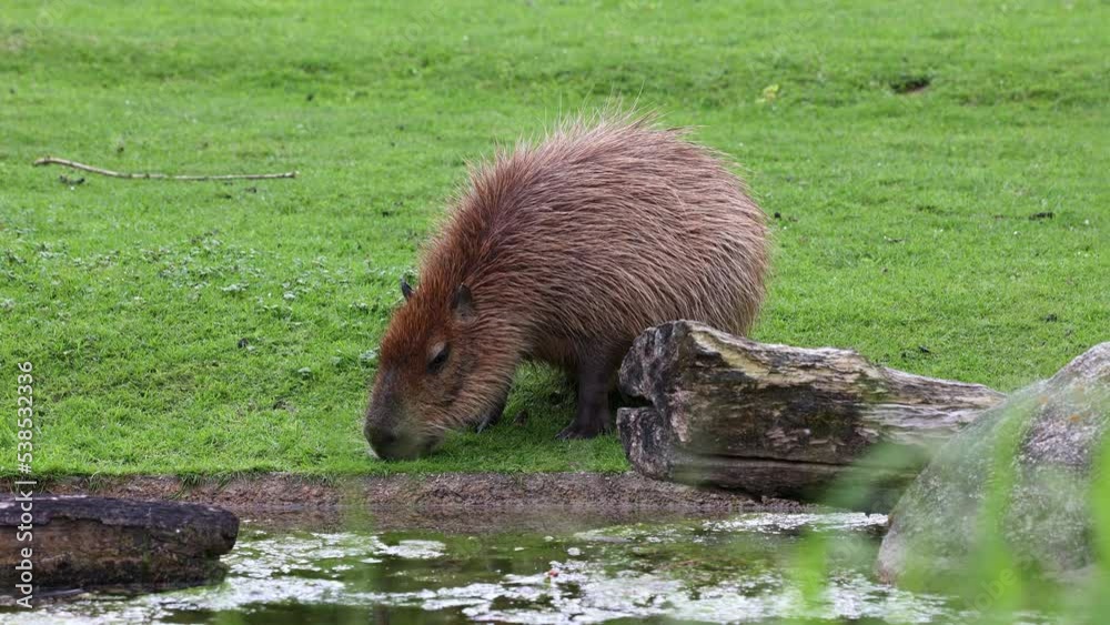 The capybara, Hydrochoerus hydrochaeris is the largest extant rodent in the world. Its closest relatives are agouti, chinchillas, coyphillas, and guinea pigs. Native to South America. The capybara, Hydrochoerus hydrochaeris is the largest extant rodent in the world. Its closest relatives are agouti, chinchillas, coyphillas, and guinea pigs. Native to South America.