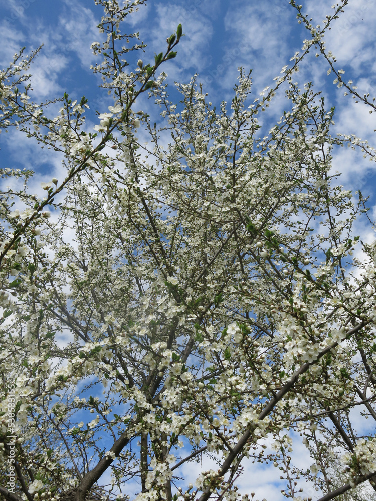 white cherry tree blooms violently in spring against the blue sky white cherry tree blooms violently in spring against the blue sky