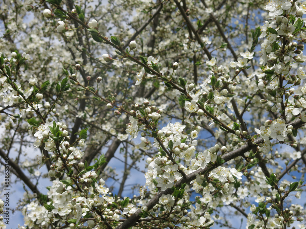 white cherry tree blooms violently in spring against the blue sky white cherry tree blooms violently in spring against the blue sky