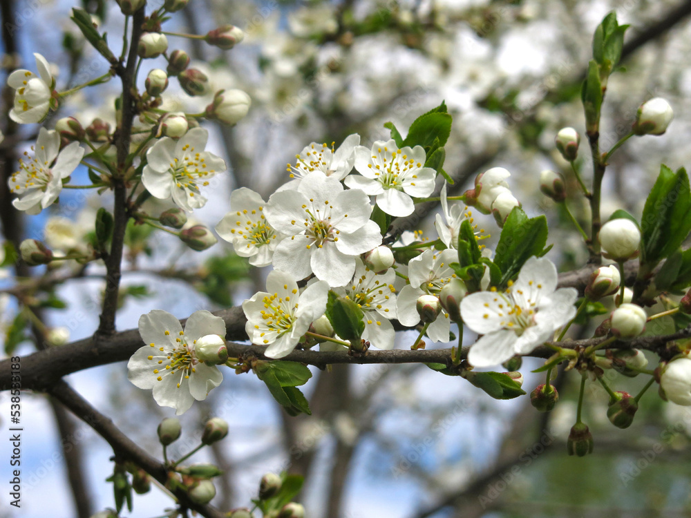 white cherry tree blooms violently in spring against the blue sky white cherry tree blooms violently in spring against the blue sky