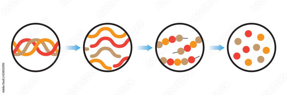 Vetor de Scientific Designing of Collagen Denaturation and Degradation ...