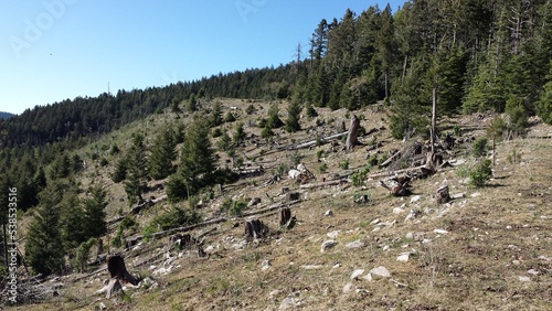 trees in the mountains