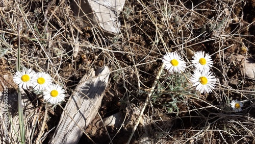 daisies in the grass