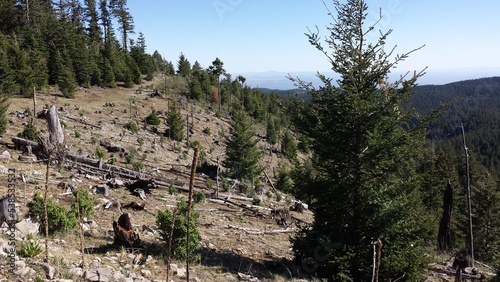 trees in the mountains