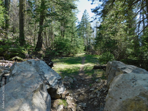Rocks and trees