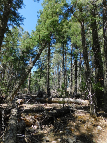 forest in the forest