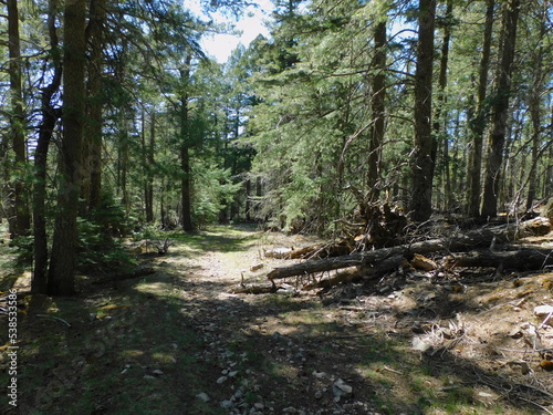 wood in the forest