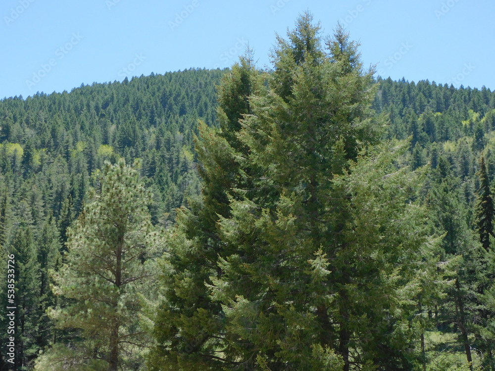 pine tree forest pine tree forest