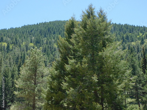 pine tree forest