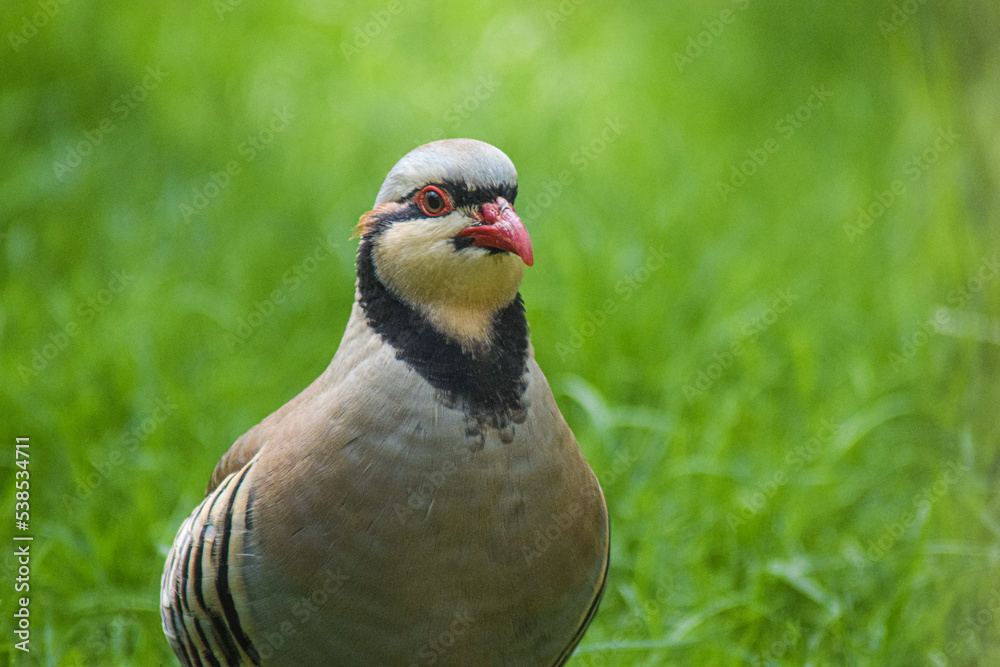 Fototapeta premium Partridge beauty