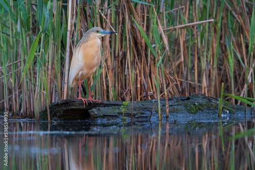 Squacco heron (Ardeola ralloides) in the swamp photo