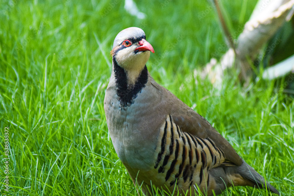Partridge view Partridge view