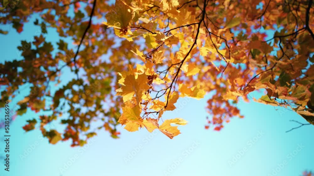Bottom view of hanging branches and crown of tree with autumn yellow-orange foliage against blue sky. Maple leaves. Beautiful day in wood or park at outdoors. Morning nature landscape at sun rays. Bottom view of hanging branches and crown of tree with autumn yellow-orange foliage against blue sky. Maple leaves. Beautiful day in wood or park at outdoors. Morning nature landscape at sun rays.