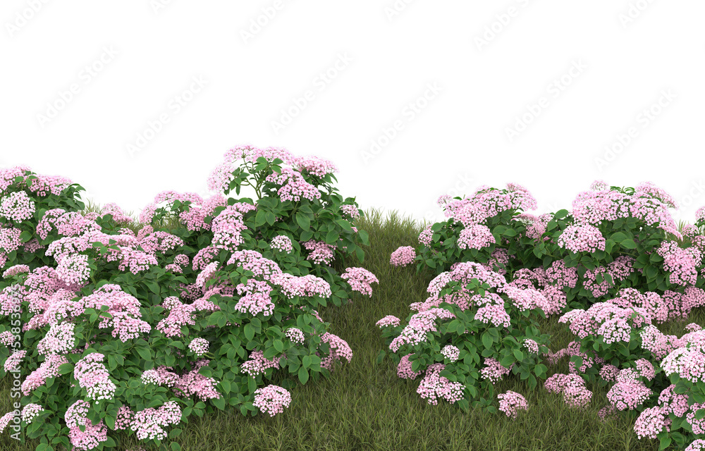 Obraz premium Field of grass with flowers on transparent background. 3d rendering - illustration