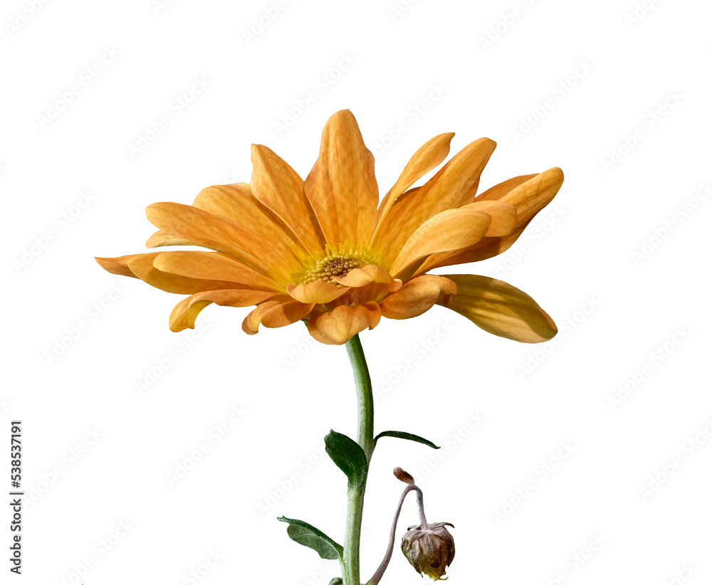 chrysanthemum, orange flower in full bloom, isolated from background, macro, background for various graphic designs, png file