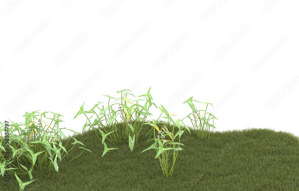 Fototapeta premium Field of grass with flowers on transparent background. 3d rendering - illustration