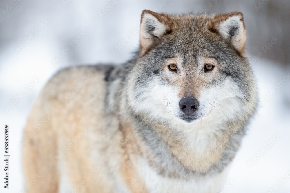 Portrait of alert wolf standing on the snow Portrait of alert wolf standing on the snow