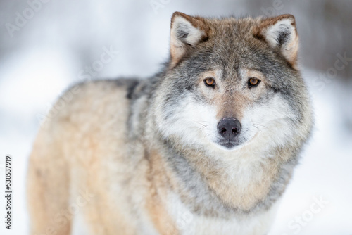 Portrait of alert wolf standing on the snow © kjekol