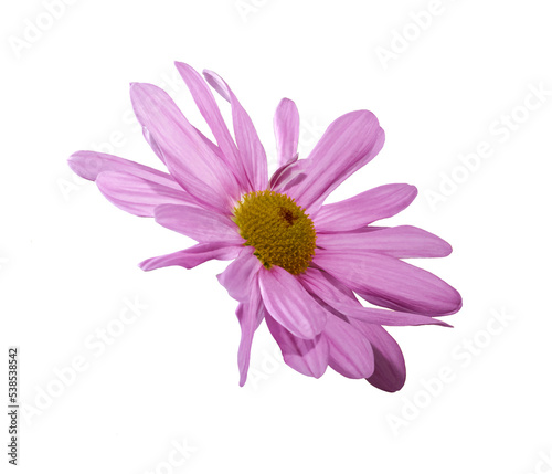 chrysanthemum  purple flower in full bloom  isolated from background  macro  background for various graphic design  png file