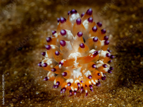 Nacktkimmer (Nudibranch) © Sascha Caballero