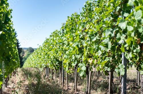 Vineyard with green leaves. A row of vines with young unripe grapes.