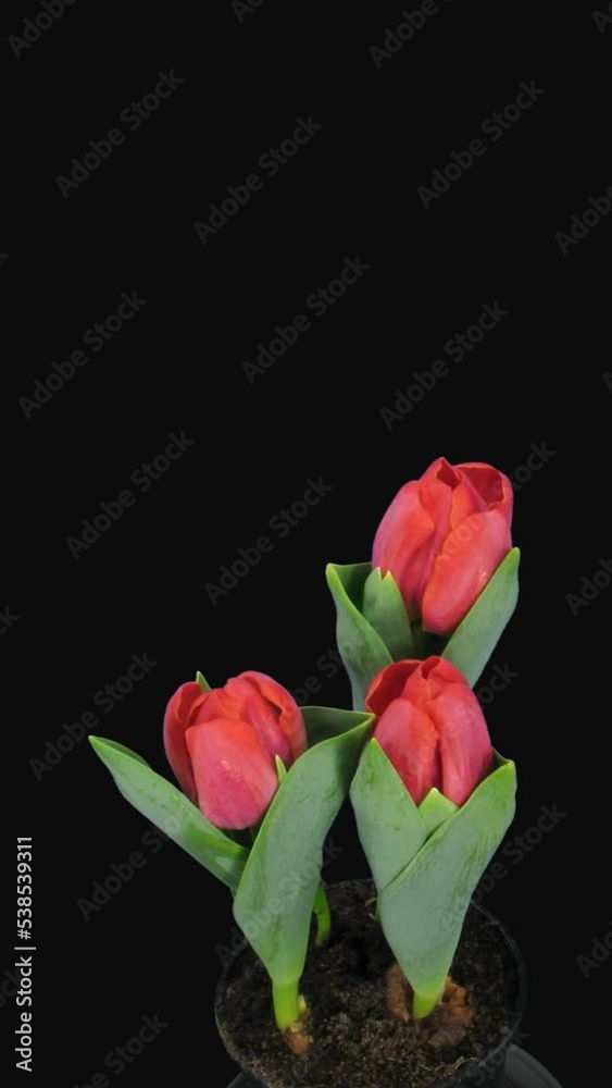 Time lapse of growing and opening red tulip bouquet in a pot with ALPHA transparency channel isolated on black background, vertical orientation Time lapse of growing and opening red tulip bouquet in a pot with ALPHA transparency channel isolated on black background, vertical orientation