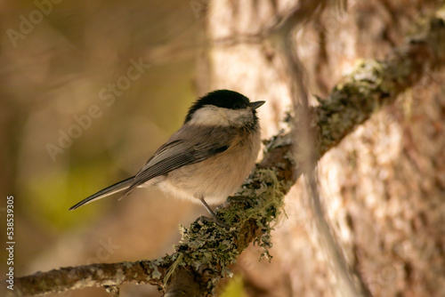 marsh tit, Cincia Bigia