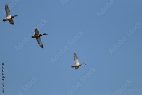 ducks in flight © andrea