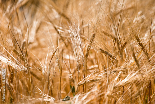 Golden wheat ripens in the field. Whole stalks of wheat close-up.