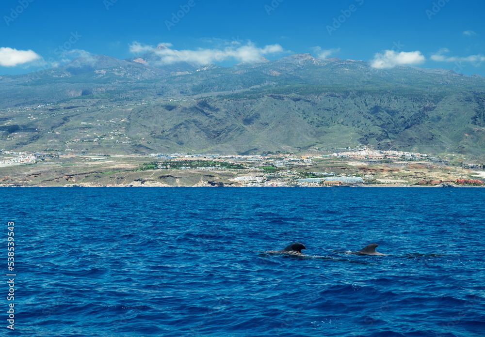 View on Tenerife island from ocean. Pilot whales in the water are in the foreground.