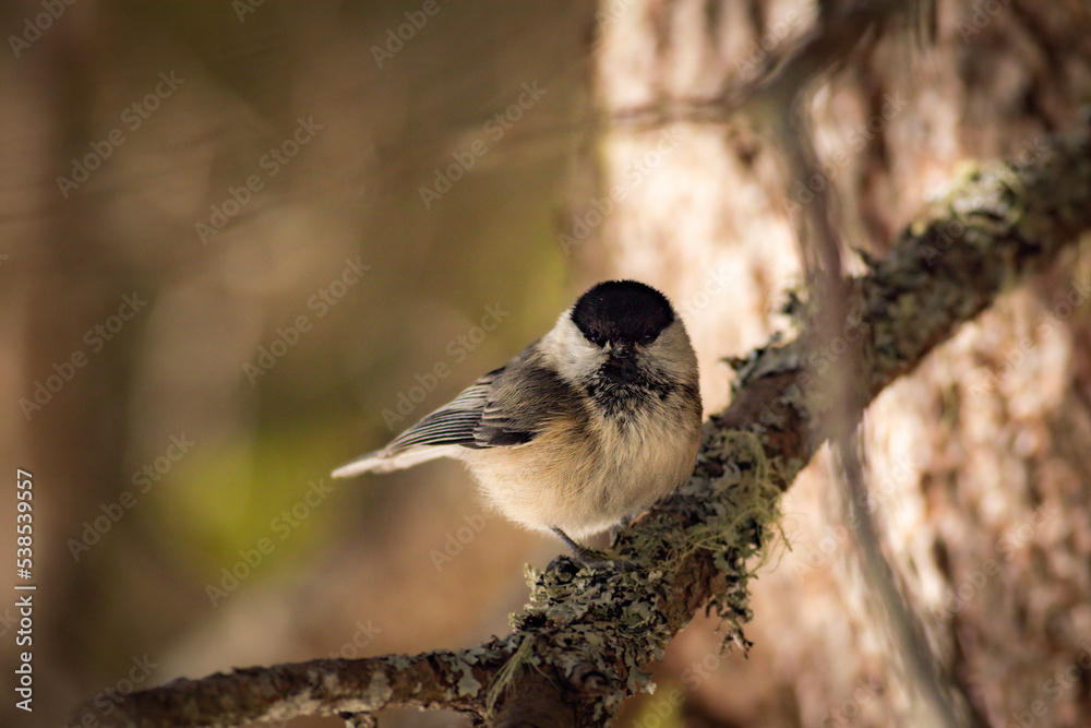 Obraz premium marsh tit, Cincia Bigia