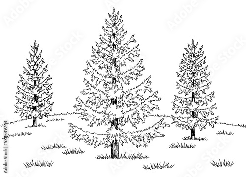 Larch tree grove graphic black white landscape sketch illustration vector 