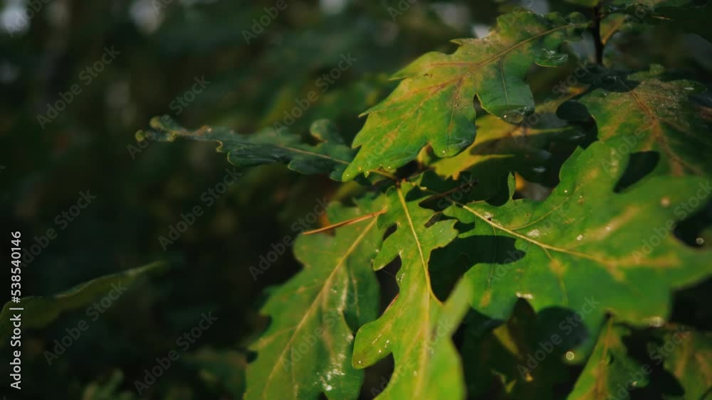 Oak branches with bright green leaves with dewdrops sway in the wind under bright sunlight. Stunning colorful shades in the deciduous forest. Oak forest background Oak branches with bright green leaves with dewdrops sway in the wind under bright sunlight. Stunning colorful shades in the deciduous forest. Oak forest background