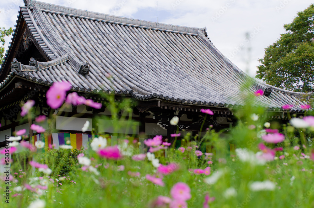 般若寺のコスモス