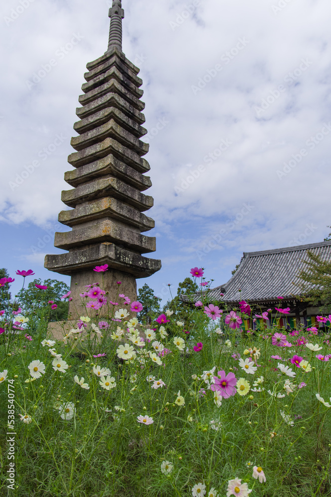 般若寺のコスモス
