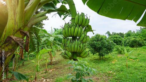 Green unripe banana healthy fruit on a plant grown in an agricultural plantation
