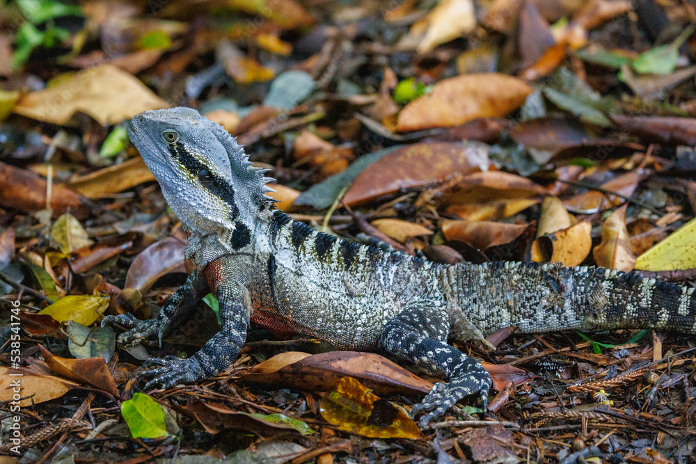 Fototapeta premium Portrait of an Australian water dragon (Intellagama lesueurii)